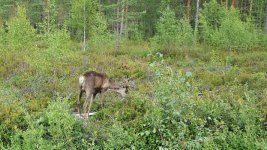 Aitoneva-4.jpg Aitoneva-4.jpg