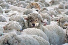 a.aaa-Just-a-herd-of-sheep..-oh-ho.jpg