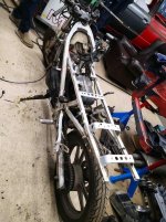 koko fillari suzuki.jpg